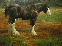 Paliotto 0085 Daydreamer w