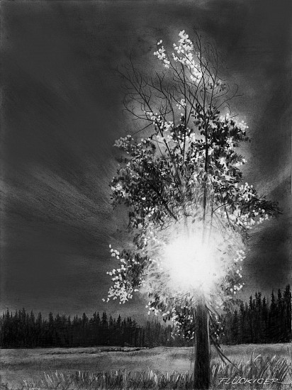 Doug Fluckiger, Five O'Clock Shadow (Backlit Tree)
2022, graphite