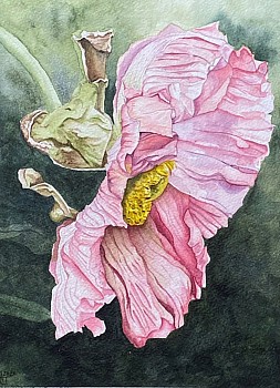 joubert don t make me blush