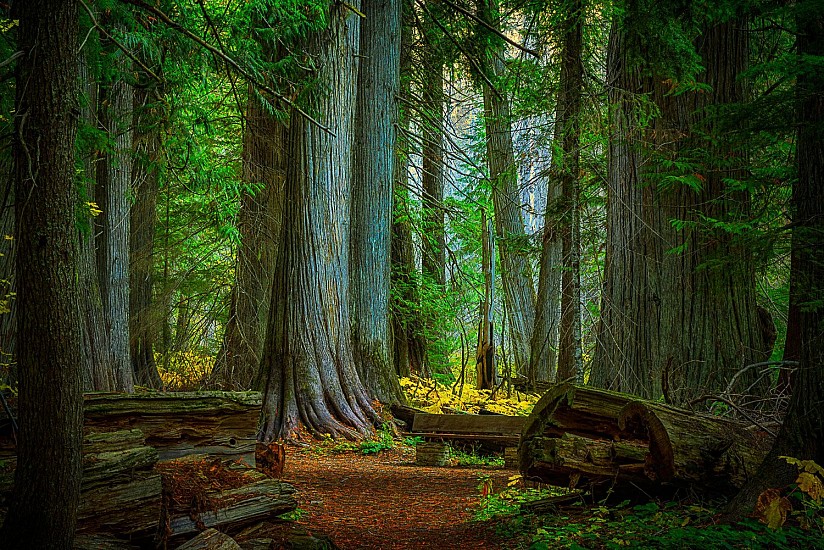 Mike DeCesare, Ancient Cedars
2021, photography