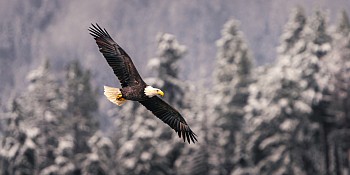 smid 0077 frosty feathers