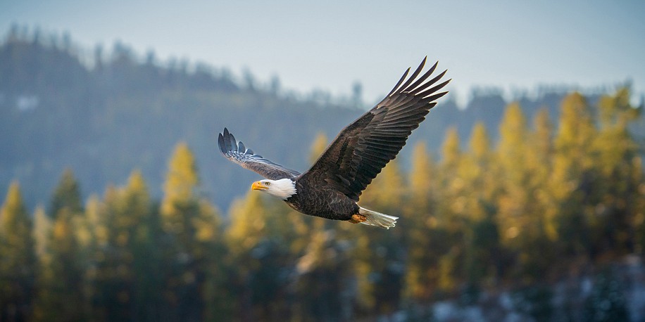 Dan Smith, Majestic Flight
2024, Framed Metal