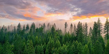 smid 0079 foggy forest