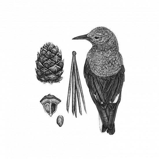 Brittany Finch, Clark's Nutcracker and Whitebark Pine
2024, ink on paper