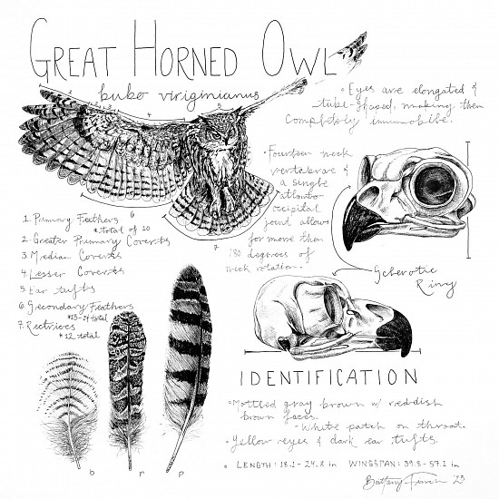 Brittany Finch, GH Owl SJ Print (limited edition)
2023, print