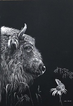 baird confidant 12x9