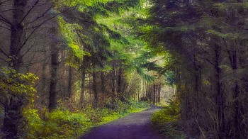 dece 0037 gamble trail