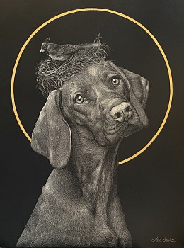 bair 0021 st. vizsla