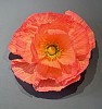 ARIN 0003 Poppy Wall Flower