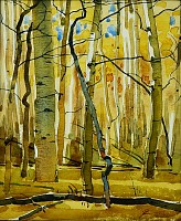 CAR 0337 Aspen of Oak