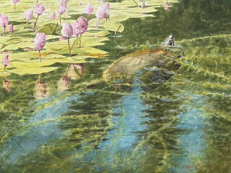 Erin Cassetto, Western Painted Turtle
2024, Watercolor on Arches rough grain 140lb block