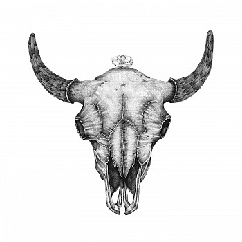 bison skull