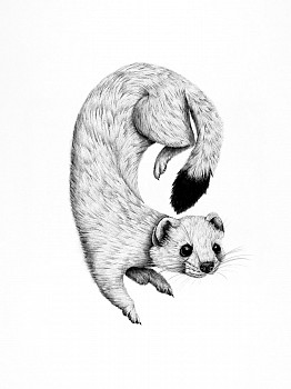 ermine print.jpeg