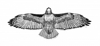 finc 0003 red tail hawk