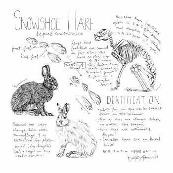 finc 0005 sci snowshoe hare