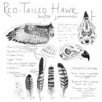 finc 0007 sci red tail