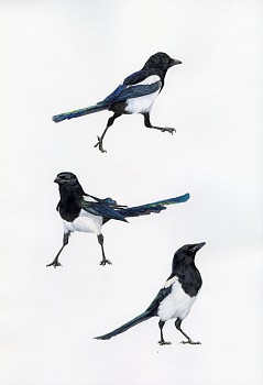 finc 0079 magpie trio