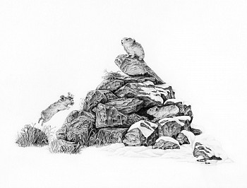 finc 0080 pika haying