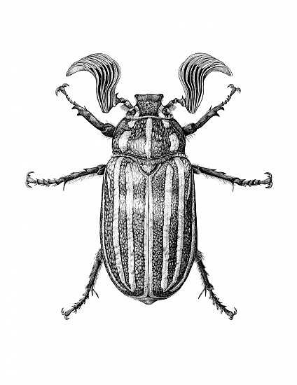 Brittany Finch, June Beetle
2025, ink on paper