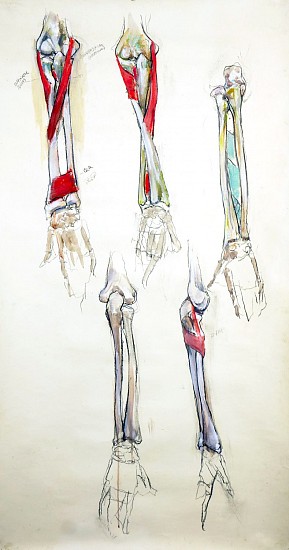 Peter Cox, Forearm-Pronators/Supinators
2017, Pastel and charcoal on paper