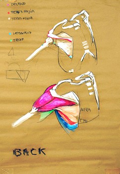 cox 0080 scapula & deltoid